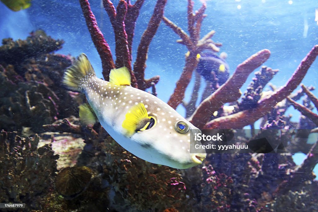 Pufferfish - Стоковые фото Без людей роялти-фри