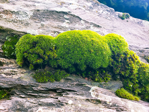 Moss on a rock face. Relief and texture of stone with patterns and moss. Stone natural background. Stone with Moss.
