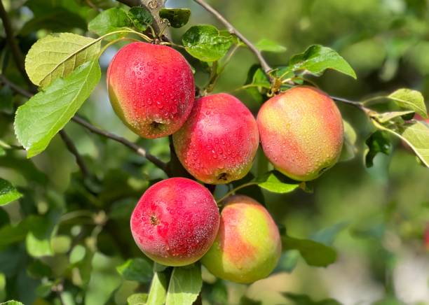 istock Apple fruits on branch. 1764885590