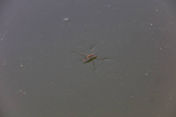 Water strider glides on the water