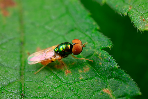 Flies inhabit wild plants in North China