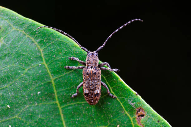 owady cerambycidae zamieszkują dzikie rośliny w północnych chinach - cerambycidae zdjęcia i obrazy z banku zdjęć