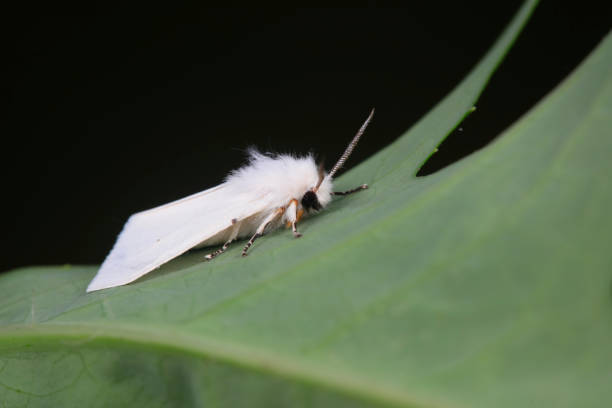istock Lepidoptera moths inhabit wild plants in North China 1764892165