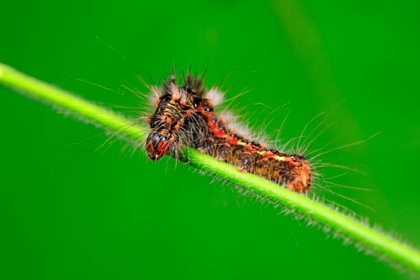 Lepidoptera larvae inhabit wild plants, North China
