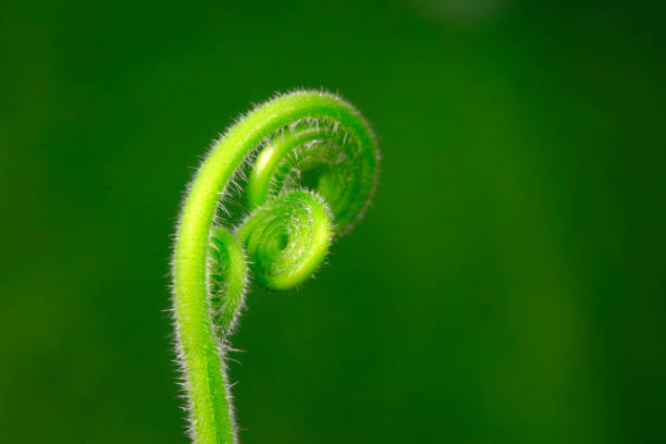 Close up of melon seedlings and vines