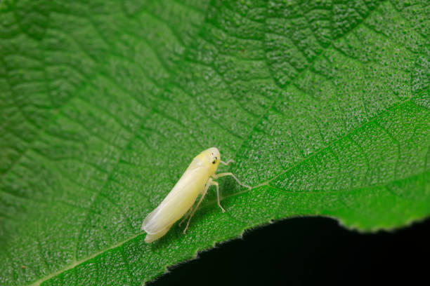 istock Leafhoppers live on wild plants in North China 1764893323