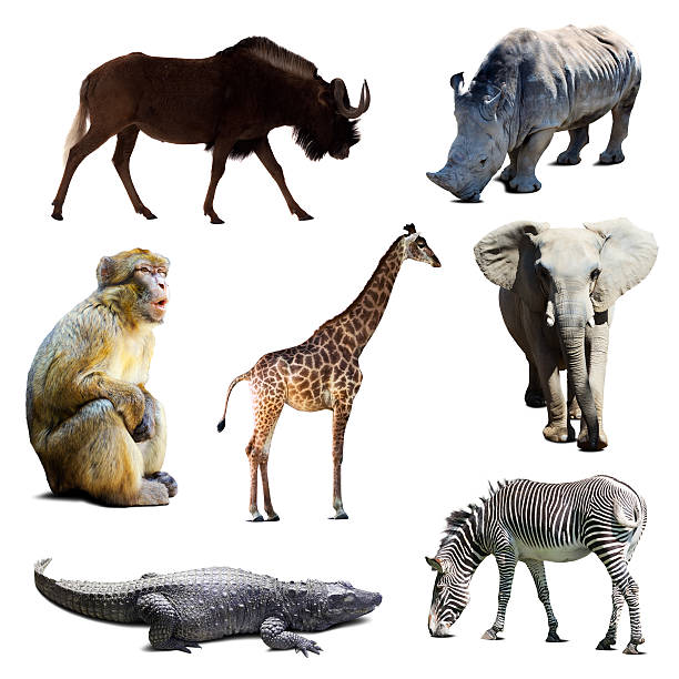 conjunto de animales africano - black wildebeest fotos fotografías e imágenes de stock