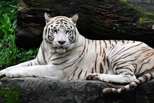 Portrait of a white tiger on the field