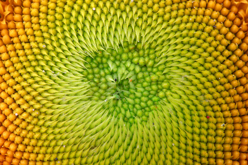 Close-up of orange/yellow sunflower disc florets. Fibonacci sequence pattern. Macro photography. Abstract background.