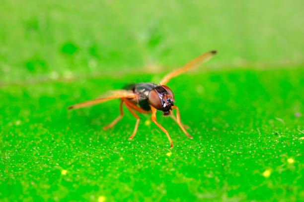istock Flies inhabit wild plants in North China 1764898643