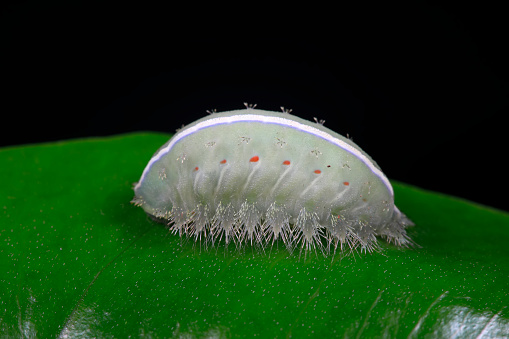 The larvae of the moth live on wild plants in North China