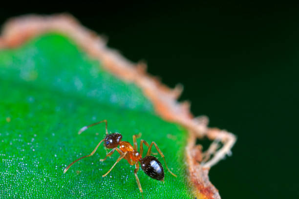 Ants on wild plants, North China