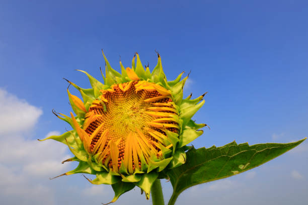 istock Sunflowers on a farm, China 1764900892
