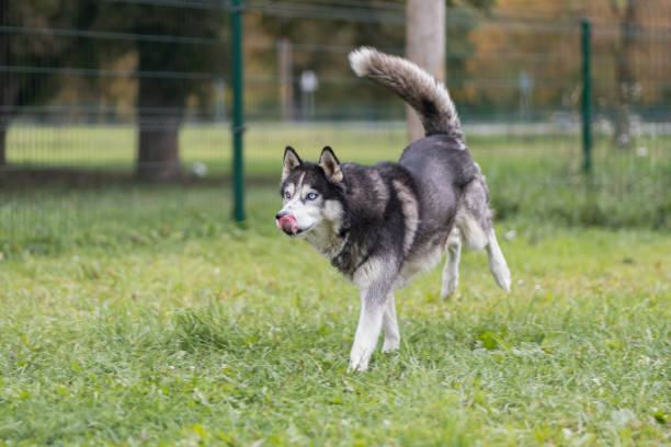 istock Funny husky dog running on the grass. 1764904181