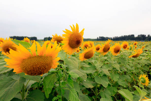 Sunflowers on a farm, China
