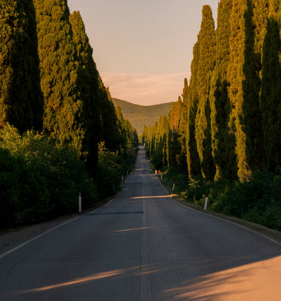 사이프러스 나무는 Bolgheri Tuscany, Italy의 일몰에 직선 도로를 따라 늘어서 있습니다 스톡 사진