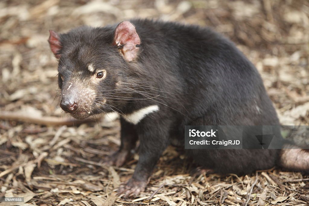 Diable de Tasmanie - Photo de Animaux à l'état sauvage libre de droits