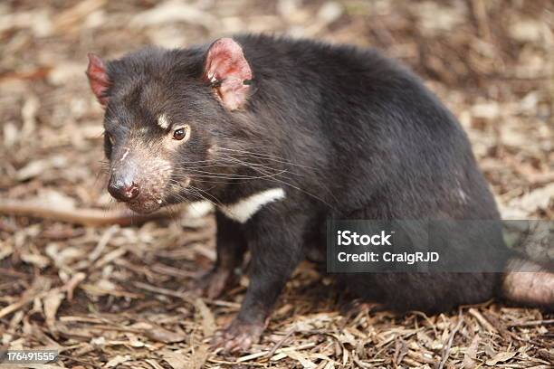 Demónio Da Tasmânia - Fotografias de stock e mais imagens de Animal - Animal, Animal em via de extinção, Animal selvagem