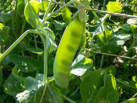 Close-up shot of a single green pea pod on plant with bright sunligh shining through and visible contour of small maturing peas inside in garden in summer