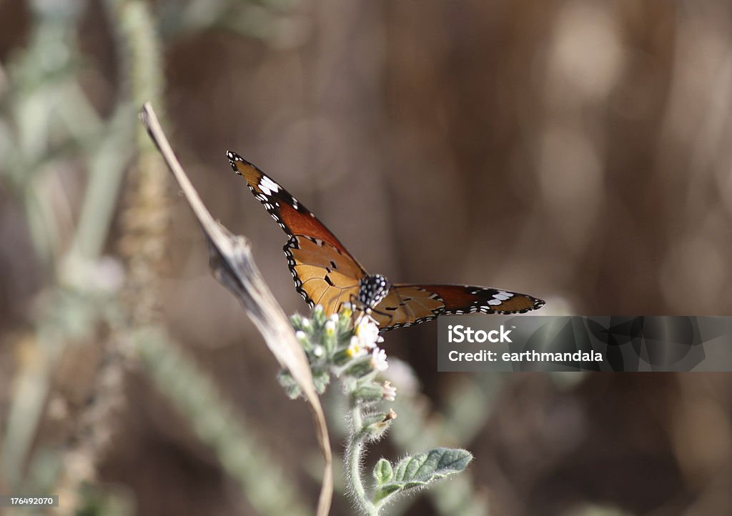 Butterfly Plain Tiger  African Monarch Danaus chrysippus, also known as the Plain Tiger or African Monarch, is a common butterfly which is widespread in Asia and Africa 2000-2009 Stock Photo