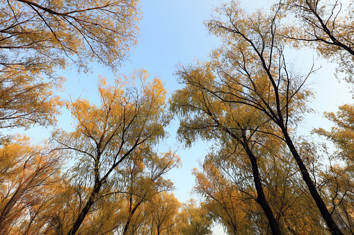 Willow tree crown in autumn