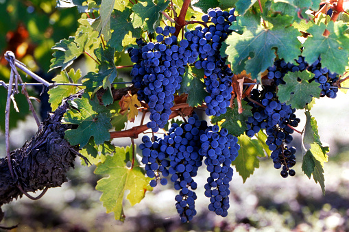 bunches of black grapes