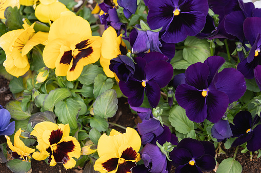 Spring flower. yellow and purple pansies.