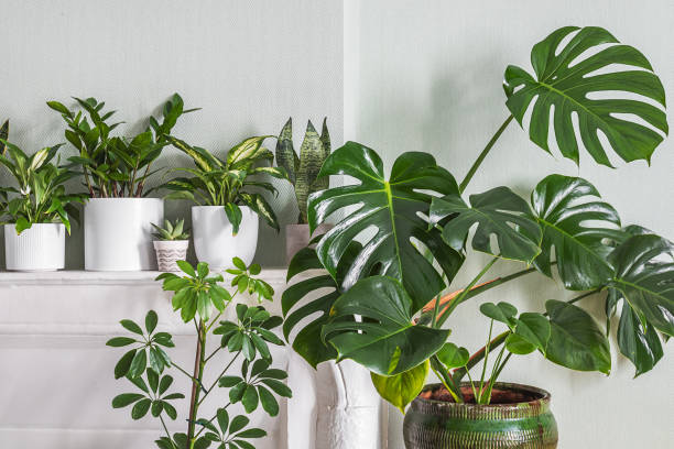 istock Indoor plants variete in the room 1764940746
