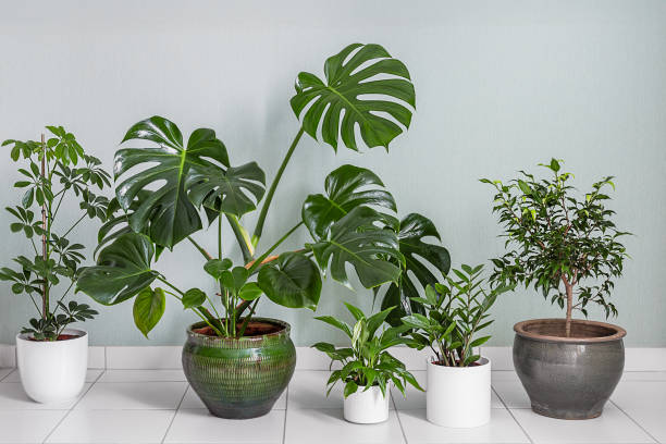 istock Home plants variete in the room with light walls 1764940751