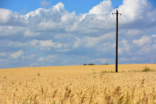 wheat field with electric column and sky with clouds copy space