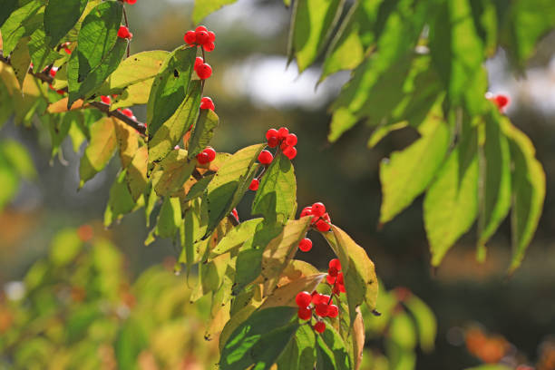 Honeysuckle fruit on the branch in a park
