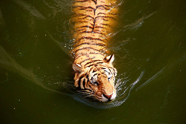 swimming tiger stock photo