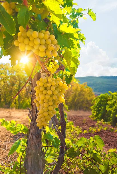 istock Vineyard on a beautiful summery day 176497114