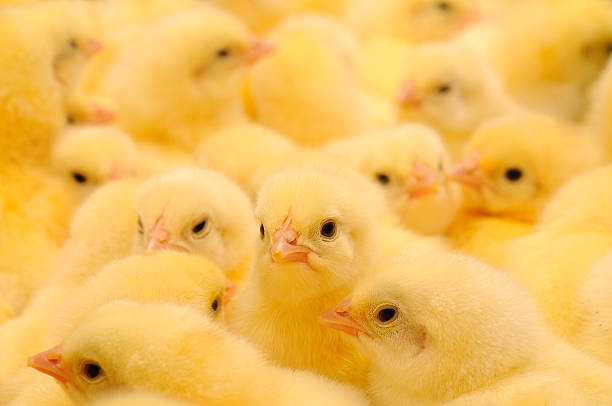 istock Group of Baby Chicks 176497225