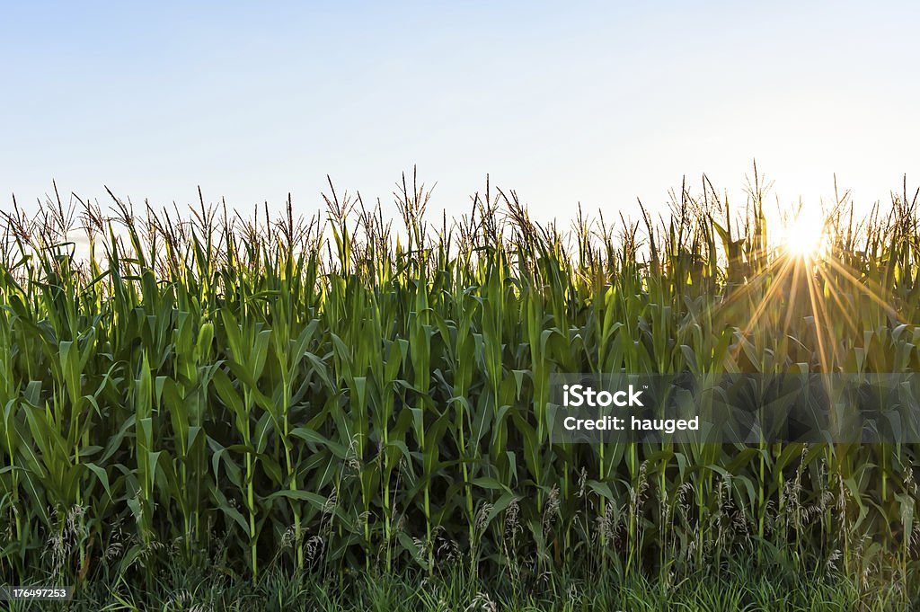 Corn field at sunset Field of corn stocks and sunset Agricultural Field Stock Photo