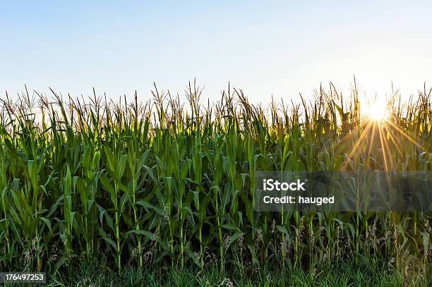 Corn Field At Sunset Stock Photo - Download Image Now - Agricultural Field, Agriculture, Cereal Plant