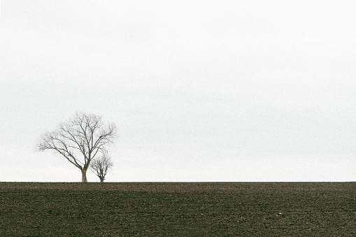 minimalistic view of trees with bare branches in winter