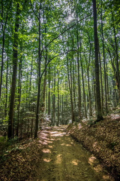 istock Forest road with tall trees. Trail through tall trees in a green woods. Spring forest road landscape. Wilderness background 1764978448