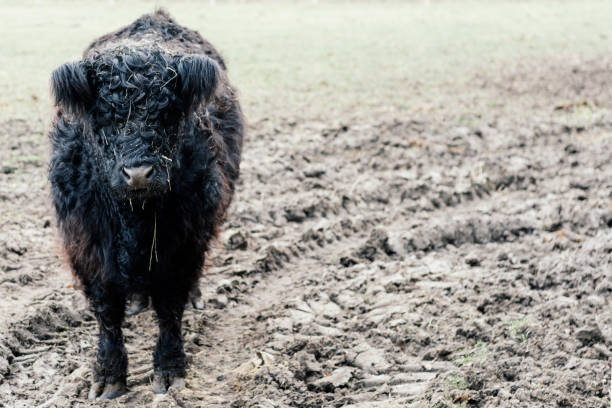 istock Close-up of black-curled calves 1764983784