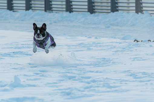 A little French bulldog jumps through the snow at blue hour
