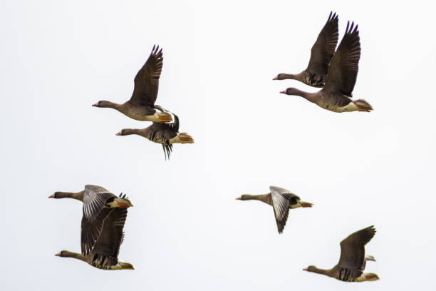 istock a flock of migratory birds in the sky 1764984337