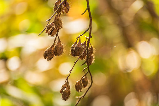 Beech fruits on a branch in the autumn forest