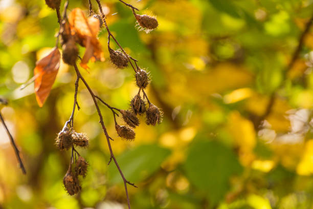istock Beech fruits on a branch in the autumn forest 1764984881