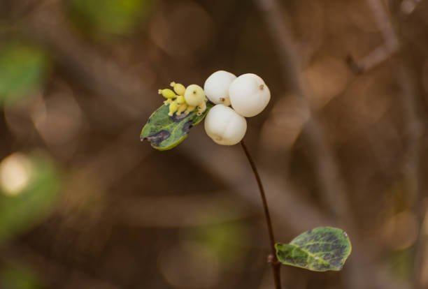 istock Symphoricarpos albus in mountain forest 1764985471
