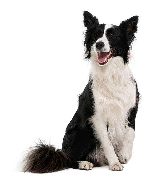 istock Front view of Border Collie, sitting, panting and looking away. 176498945