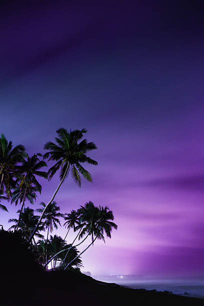 palm tree silhouetten - tree wind palm tree hawaii islands stock-fotos und bilder