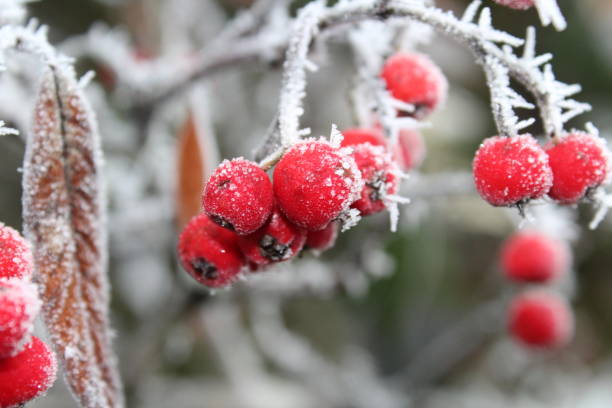 istock Red berries covered in frost 1764992738