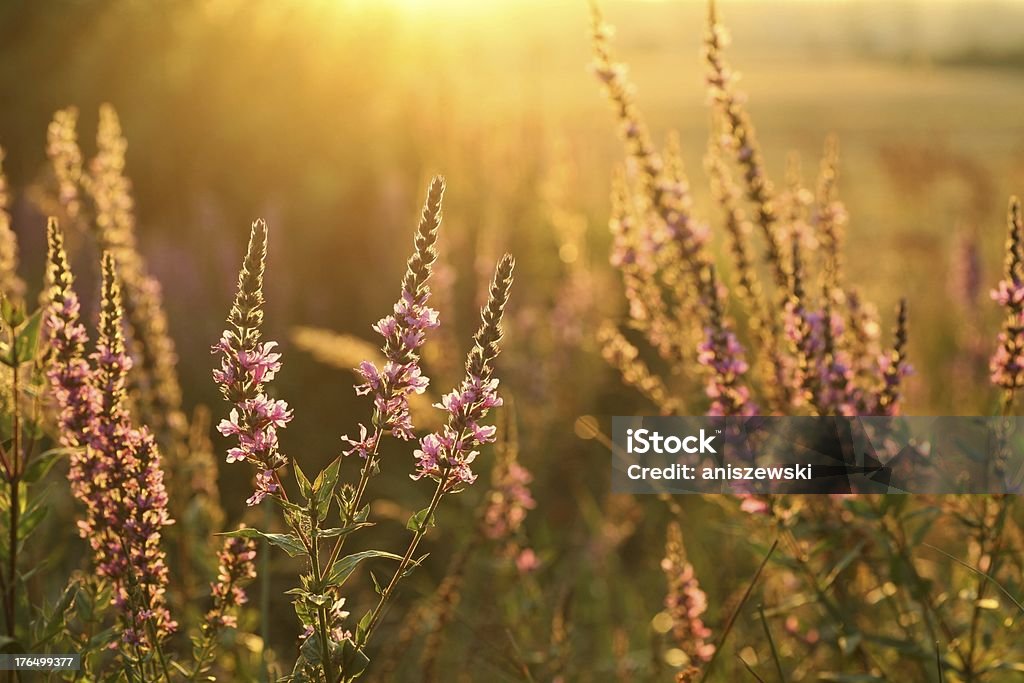 Purple loosestrife Purple loosestrife (Lythrum salicaria) in a meadow in the sunshine. Agricultural Field Stock Photo