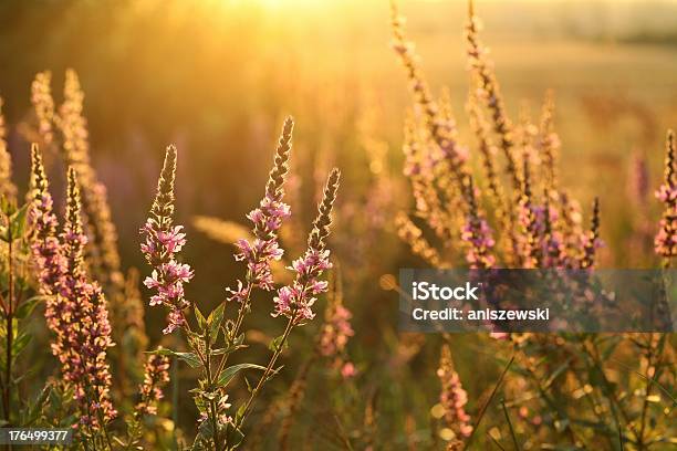 Purple Loosestrife Stock Photo - Download Image Now - Agricultural Field, Agriculture, Back Lit