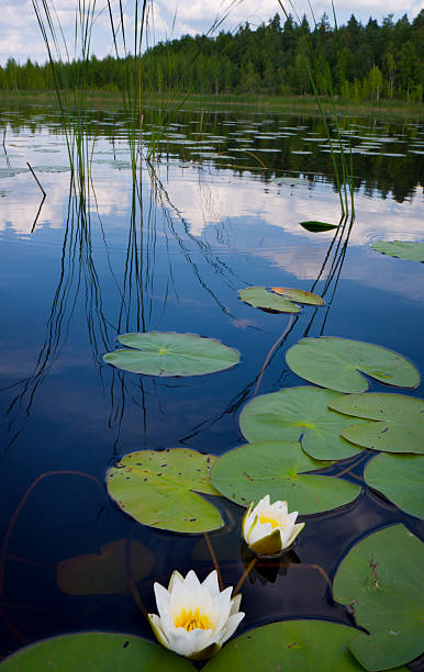 istock Lake view in Scandinavia, with Water Lily 176500232